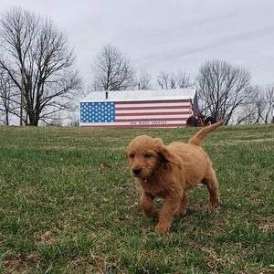 Meet your Posher, Virginia